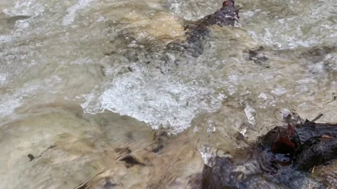 Water flows in the forest with fallen autumn leaves. Stock Footage 150988338
