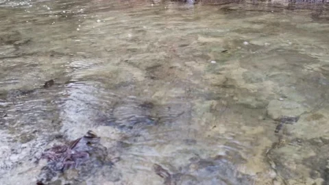 Water flows in the forest with fallen autumn leaves. Stock Footage 150988343