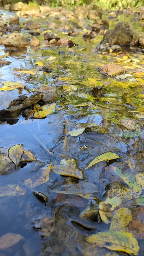 Water flows gently on a stream with autumn leaves floating on the water Stock Footage 290792662
