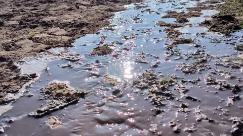 Water flows gently through a muddy area, small streams that reflect the sunlight Stock Footage 303907173