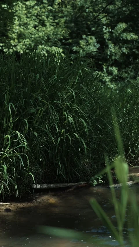 Water flows gently through a natural setting surrounded by tall grass and dense Vidéo 344439988