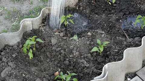 Water flows on land with the young shoots of pepper, close-up Stock Footage 102673731