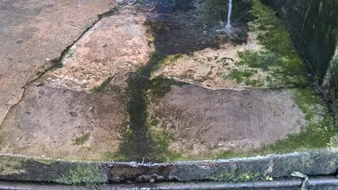 Water flows on the mossy floor (3) Stock Footage 308422016