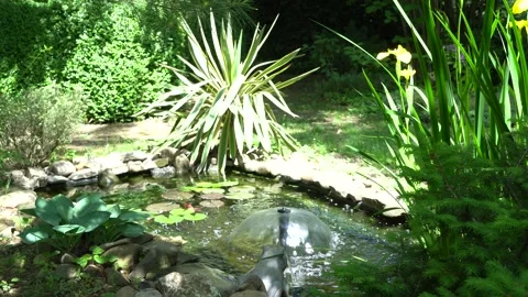 Water flows from mouth of stone frog. Garden pond with frog-shaped Fountain. Stock Footage 286843825