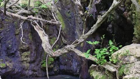 Water Flows Into Natural Pool Under Fig Tree at Baths of Aphrodite, Akamas Stock Footage 306764609
