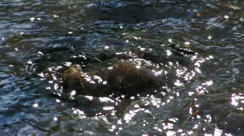 Water flows out of the ground 库存影片 11192429