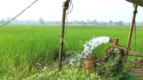 Water flows out from one pipe into the green rice fields. Stock Footage 155053935