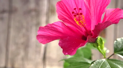 Water flows out of the red flower. Video stock 54958377