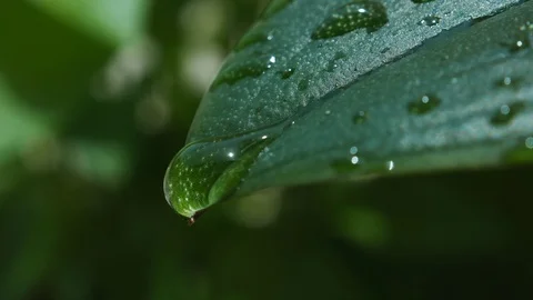 Water flows over leaf surface in the rain and drips from tip. Vídeos de archivo 110698274