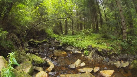 Water flows over rocks and boulders and amongst trees in natural stream Vidéo 128844935