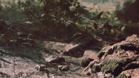 Water flows over rocks in a forest setting during daytime Stock Footage 340981847