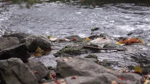 Water flows over rocks in the river in autumn, with fallen leaves in water Video stock 102585534
