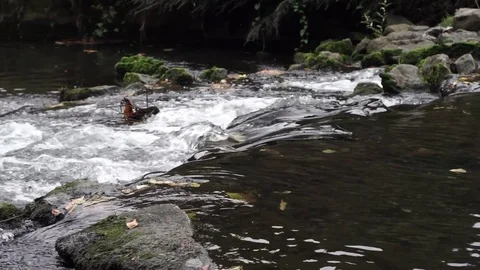 Water flows over rocks in the river in autumn, with fallen leaves in water Stock Footage 102586028