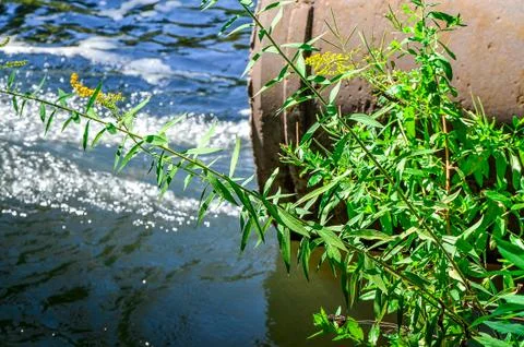 Water flows from the pipe into the river. Stock Photos