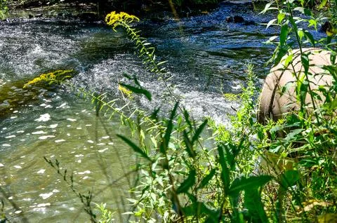 Water flows from the pipe into the river. Stock Photos