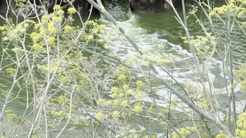 Water flows from a pipe into a small pond Stock Footage 322551395