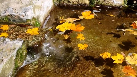 Water flows into pool by stream against background of floating autumn leaves. Stock Footage 81543524