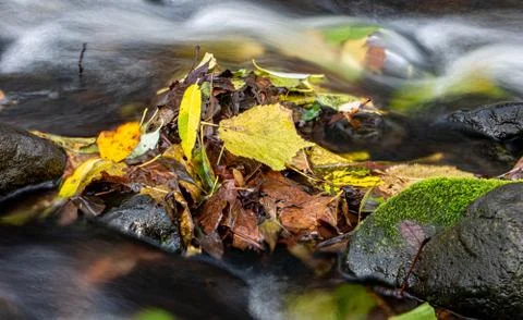 Water flows quickly around the stone with fallen leaves in the creek. Stock Photos
