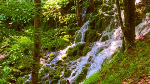 Water flows quickly in the forest among the trees - a waterfall Stock Footage 260147318