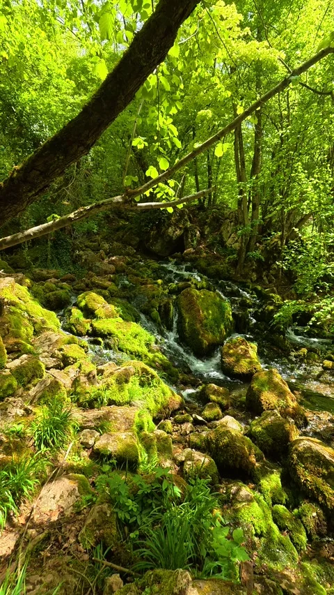 Water flows quietly. Grza River Spring, Serbia. Vertical Vidéo 334468013