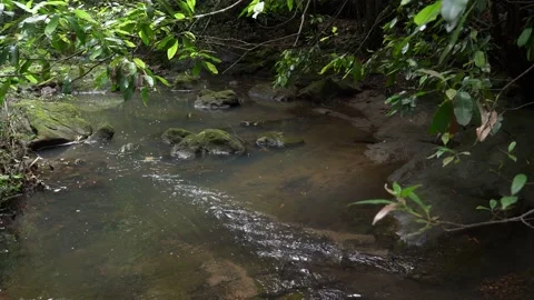 Water flows in a rain forest with lush green tree banches around. Stockbeeldmateriaal 142489812