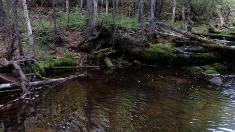 Water flows rainforest stream. Calm relaxing background, ecology in the forest. Stock Footage 120940949