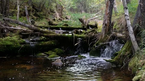 Water flows rainforest stream. Calm relaxing background, ecology in the forest. Stock Footage 120941063