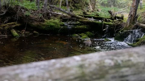 Water flows rainforest stream. Calm relaxing background, ecology in the forest. Stock Footage 120941105