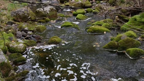 Water flows rainforest stream. Wild forest. Ecology in the forest. 4K stream Stock Footage 120940989