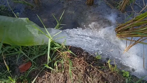 Water flows to rice field Stock Footage 201449198