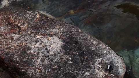 Water flows on the river Video stock 87562632