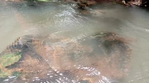 Water flows in the river Stock Footage 221378192