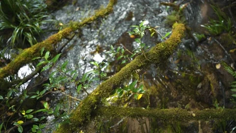 Water flows from rocks through green plant the roots with moss in rianforest Stock Footage 223289910