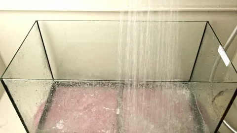 Water flows from the shower watering can and washes Stock Footage 251211623