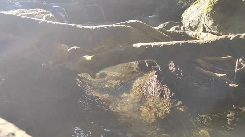 Water flows in a small river with bright sunlight Stock Footage 116174690
