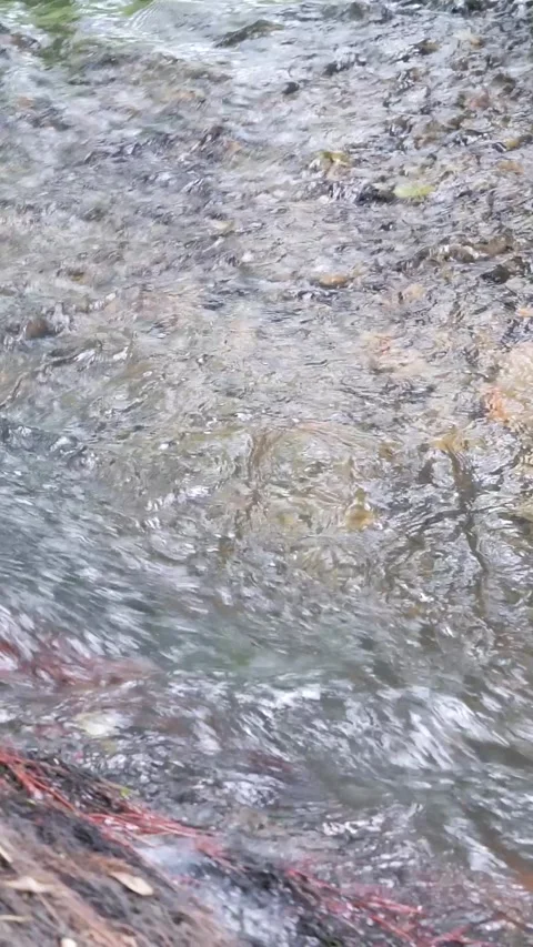 Water flows in the stream Stock Footage 283631330