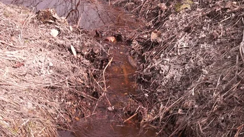 The water flows like a stream in the forest. Sunlight played in the water. Stock Footage 186179455
