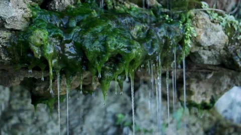 Water flows in thin streams over the moss sprouted on the stones Stock Footage 315560333