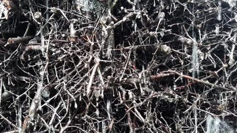 Water flows through branches Stock Footage 274027772
