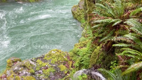 Water flows through ferns into green river with rapids Stock Footage 329453086