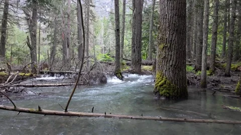 Water flows through a flooded forest in Glacier National Park Stock Footage 337802542