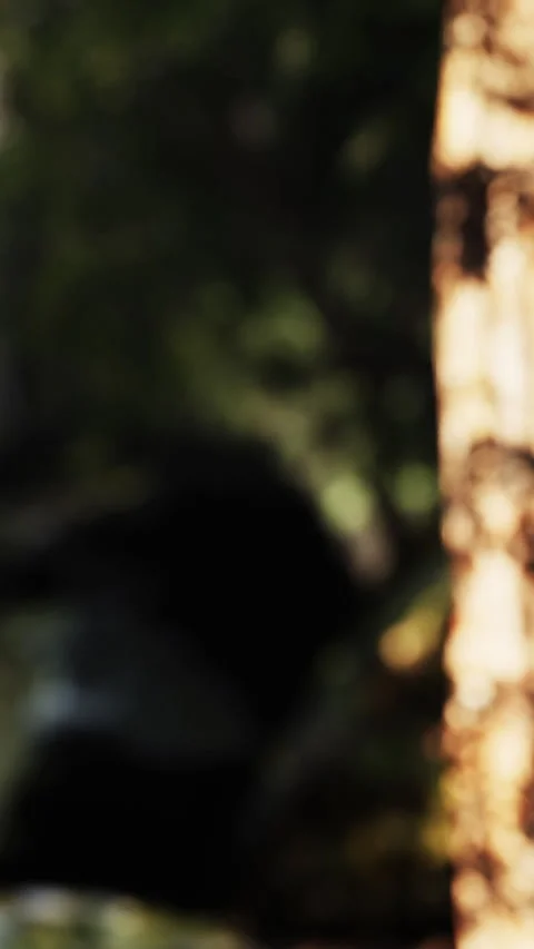 Water flows through a forest during the afternoon in springtime Video stock 339106211