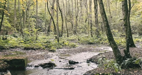 Water flows through the forest Stock Footage 220621774