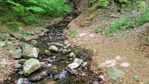 Water flows through the forest. In Maramures county, Romania. Video 4K Stock Footage 308110851