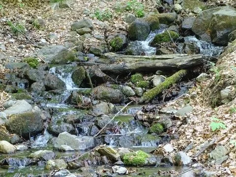 Water flows through the forest. In Maramures county, Romania Photos