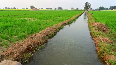 Water flows through irrigation canals in a wheat field Vidéo 197590870