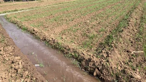 Water Flows Through Irrigation Canals in a Wheat Field Stock Footage 321586153