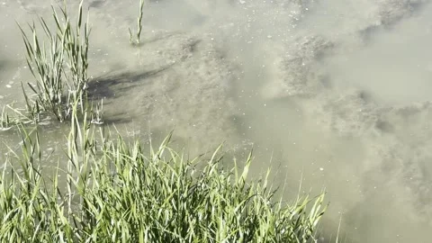 Water flows through mud flats and reeds at low tide Stock Footage 315725457