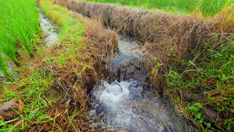 Water flows through a muddy rice field channel Stock Footage 339276545