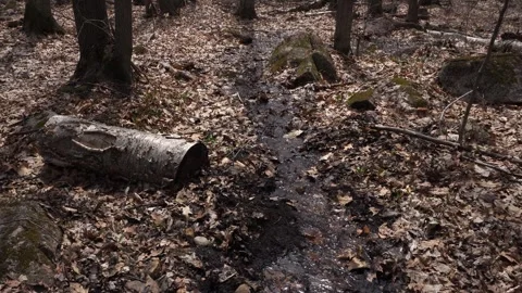 The water flows through a multitude of elements that make up the forest Stock Footage 308959205